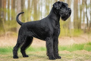 Giant Schnauzer — adult