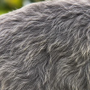 Giant Schnauzer — coat texture
