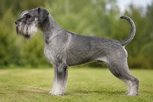 Giant Schnauzer — pepper and salt coat