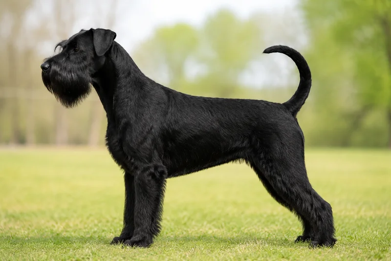 Giant Schnauzer — solid black coat