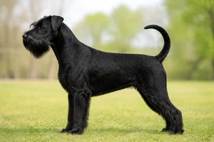 Giant Schnauzer — solid black coat