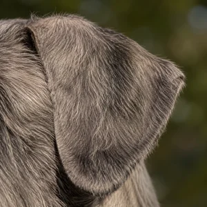 Giant Schnauzer — ears