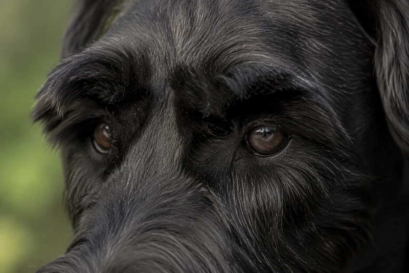 Giant Schnauzer — eyes