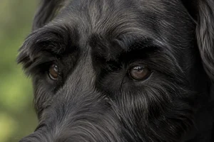 Giant Schnauzer — eyes