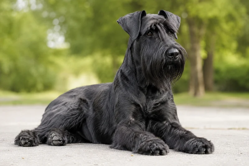 Giant Schnauzer — lying down
