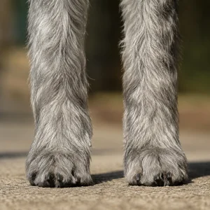 Giant Schnauzer — paws