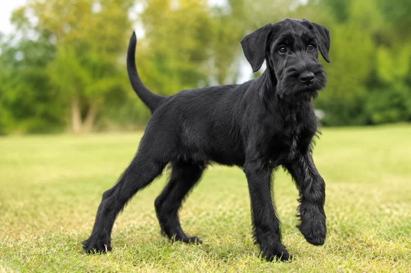 Giant Schnauzer — puppy (~4 mo)