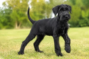 Giant Schnauzer — puppy (~4 mo)