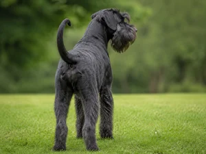 Giant Schnauzer — rear