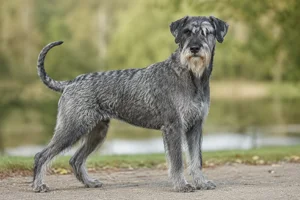 Giant Schnauzer — senior