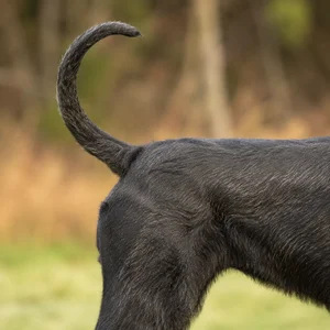 Giant Schnauzer — tail