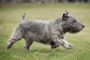 Glen of Imaal Terrier — running