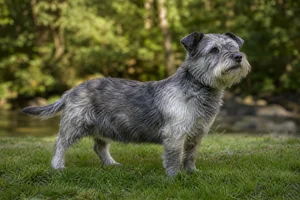 Glen of Imaal Terrier — adult