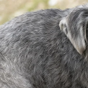 Glen of Imaal Terrier — coat texture