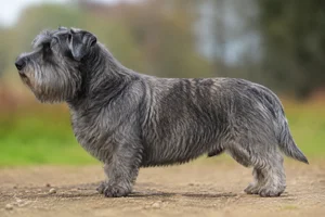 Glen of Imaal Terrier — Blue Brindle coat