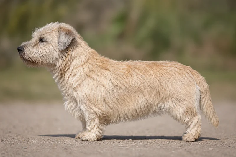 Glen of Imaal Terrier — Wheaten coat