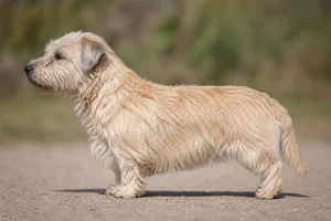 Glen of Imaal Terrier — Wheaten coat