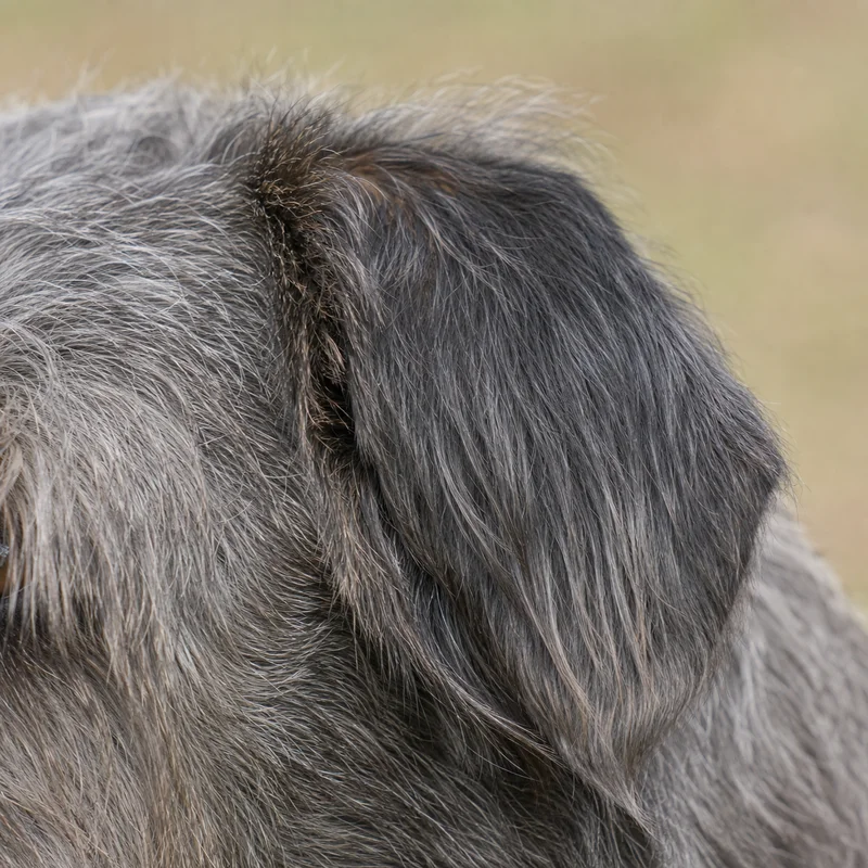 Glen of Imaal Terrier — ears