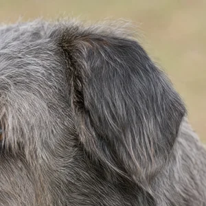 Glen of Imaal Terrier — ears