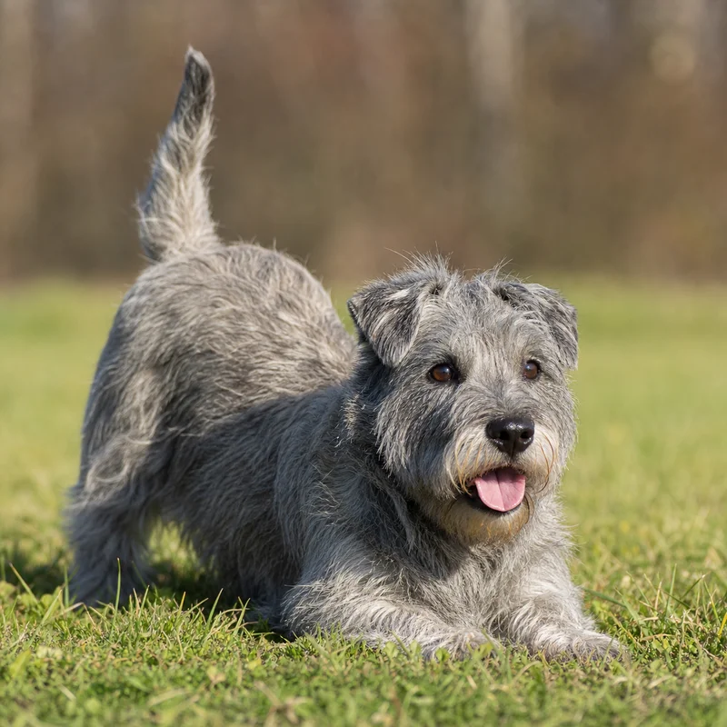Glen of Imaal Terrier — playful