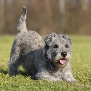 Glen of Imaal Terrier — playful