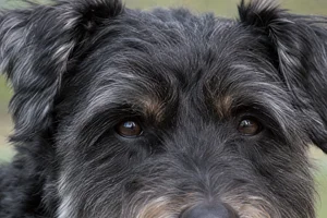 Glen of Imaal Terrier — eyes