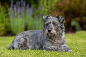 Glen of Imaal Terrier — lying down