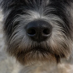 Glen of Imaal Terrier — nose
