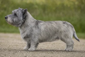 Glen of Imaal Terrier dog