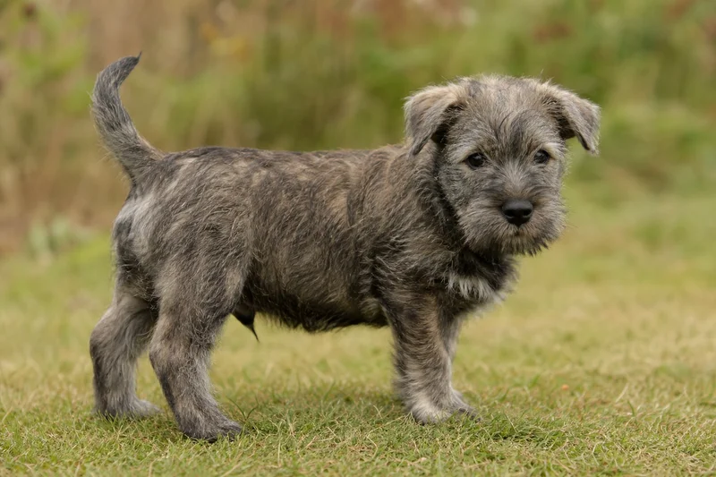 Glen of Imaal Terrier — puppy (~4 mo)