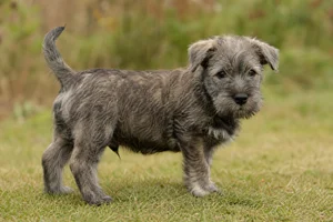 Glen of Imaal Terrier — puppy (~4 mo)