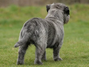 Glen of Imaal Terrier — rear