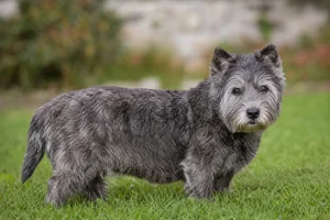 Glen of Imaal Terrier — senior