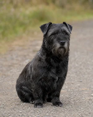 Glen of Imaal Terrier — sitting