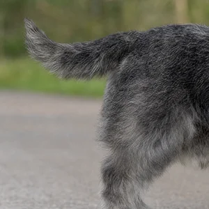 Glen of Imaal Terrier — tail