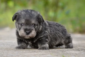 Glen of Imaal Terrier — young puppy (~1 mo)
