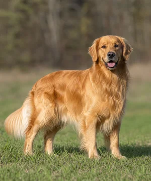 Golden Retriever — adult