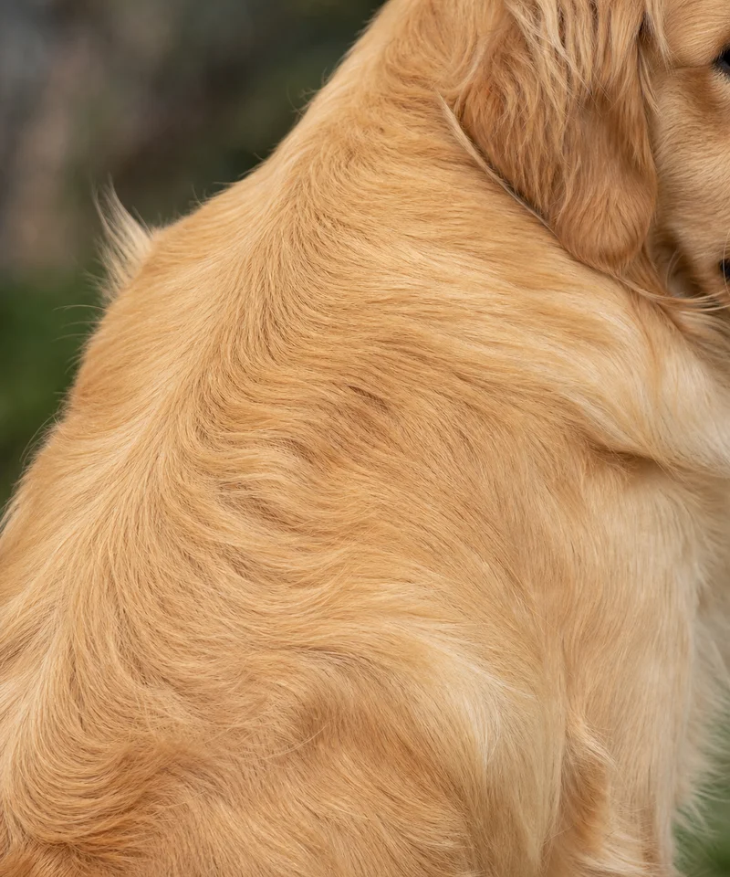 Golden Retriever — coat detail
