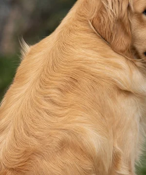 Golden Retriever — coat detail