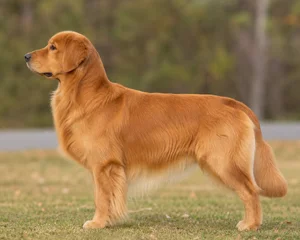 Golden Retriever — Dark Golden coat