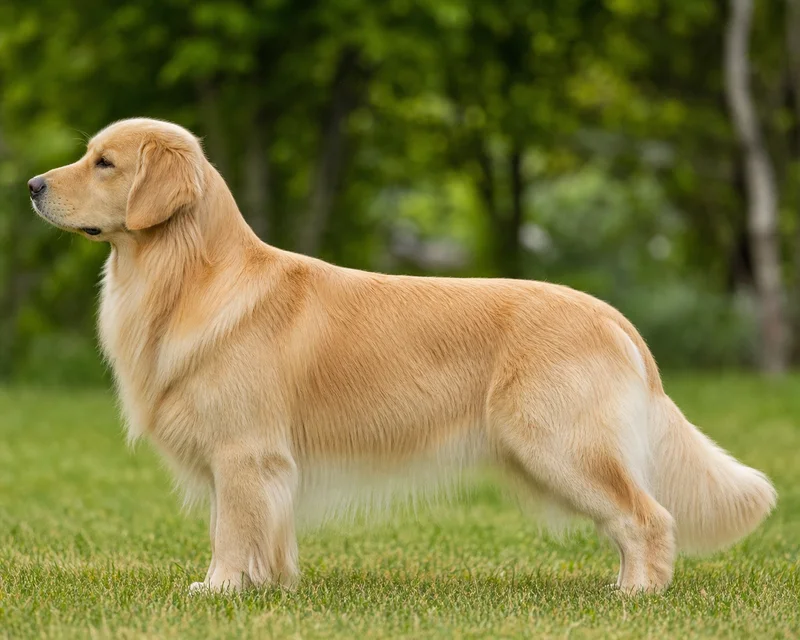 Golden Retriever — Light Golden coat