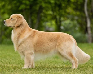 Golden Retriever — Light Golden coat