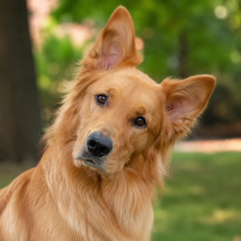 Golden Retriever — alert