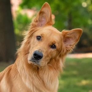 Golden Retriever — alert