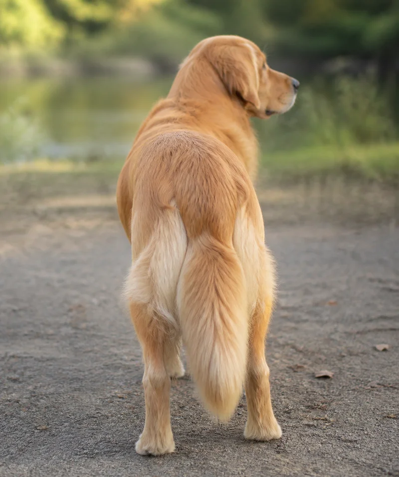 Golden Retriever — rear