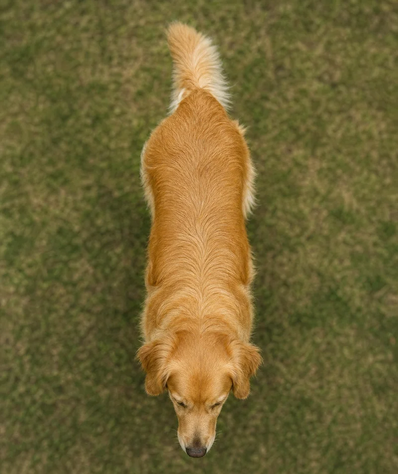Golden Retriever — top