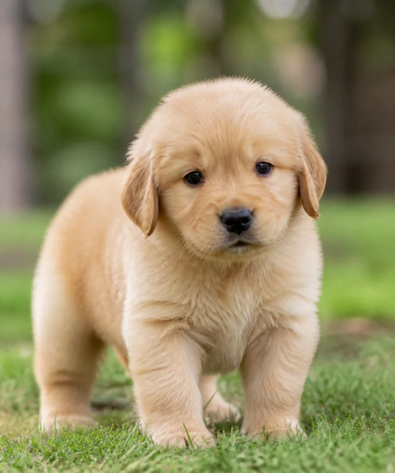 Golden Retriever — young puppy (~1 mo)