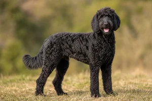 Goldendoodle — adult