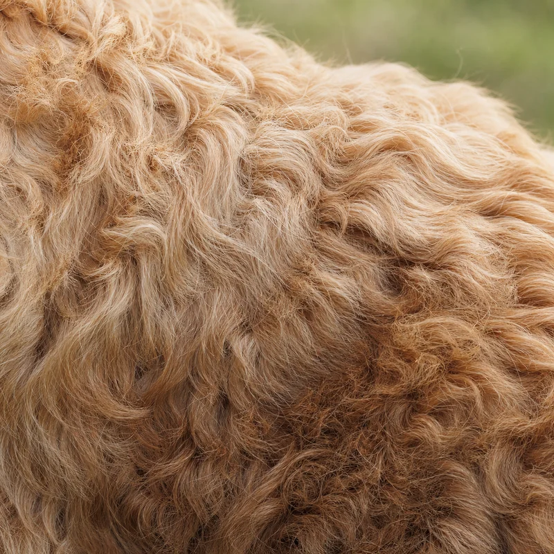 Goldendoodle — coat texture