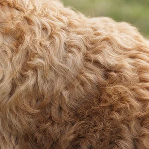 Goldendoodle — coat texture